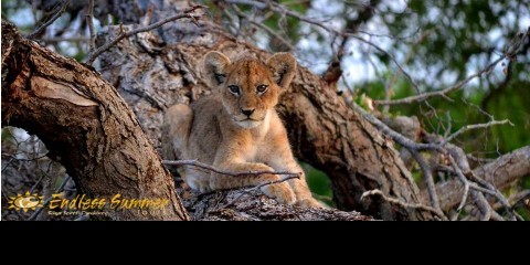 safari africa kruger park