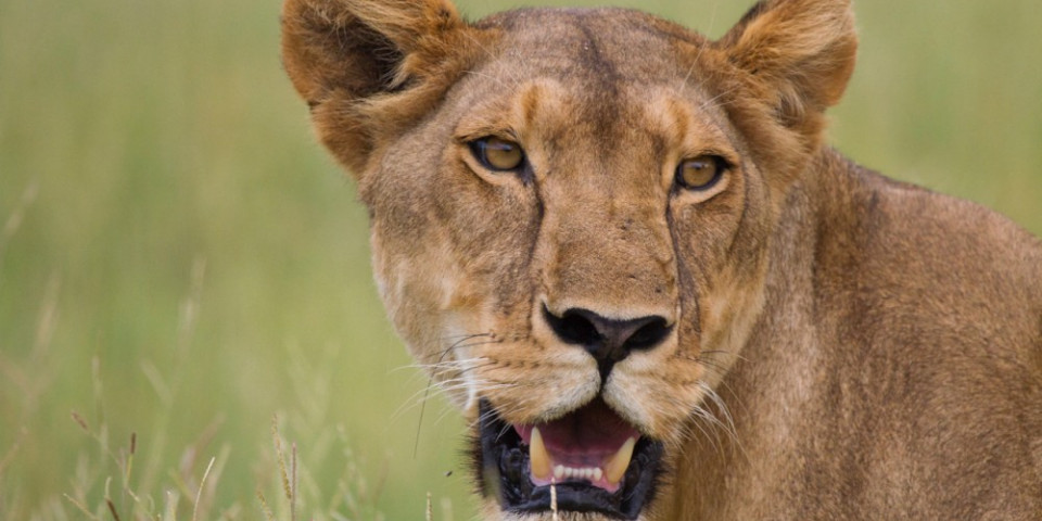 12-Day Tanzania Northern Circuit and Zanzibar