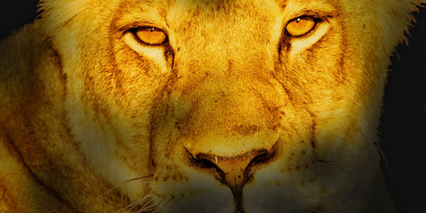 6-Day Exclusive Custom Kruger/Private Lodge Safari