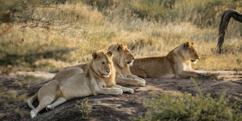 8-Day The Great Migration & Stargazing in the Serengeti