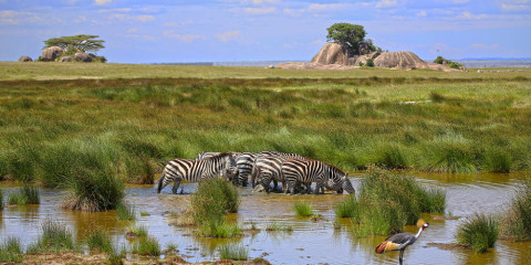 5-Day Northern Tanzania Highlights Tented Safari