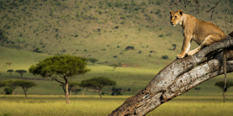 11-Day 10 Nights Kenya and Tanzania Safari Expedition