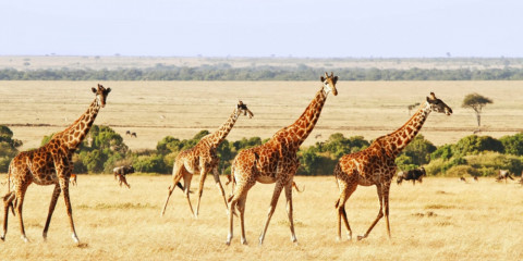 6-Day Masai Mara Wildlife Safari