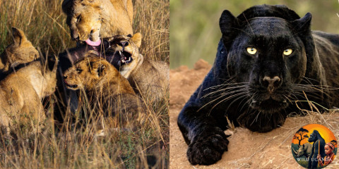 8-Day Black Leopard Expedition and Masai Mara Safari