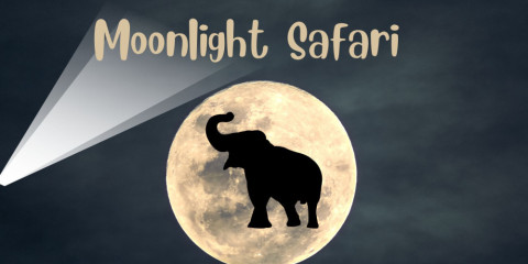 ½-Day Moonlight Safari near Victoria Falls, 2 Hours