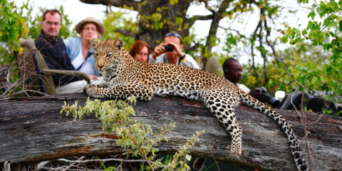 5-Day Fly-in Safari to Timbavati Game Reserve