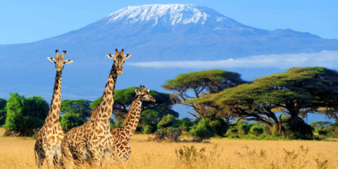 10-Day Tanzania Safari and Zanzibar Beach Extension