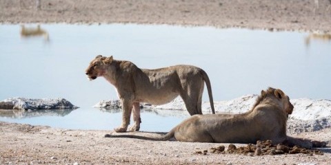 6-Day Wildlife & Dunes Experience