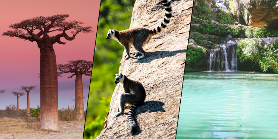 Ranomafana Animals – Wildlife in Ranomafana National Park