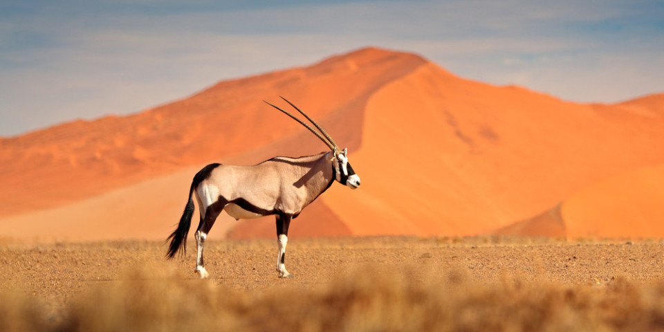 Namibia Travel Guide – Parks, Best Time, Reviews & More!