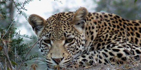 4-Day Kruger Safari & Private Game Reserve Highlight