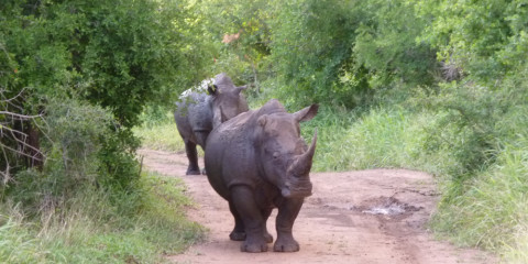 ½-Day Kruger National Park Morning Safari