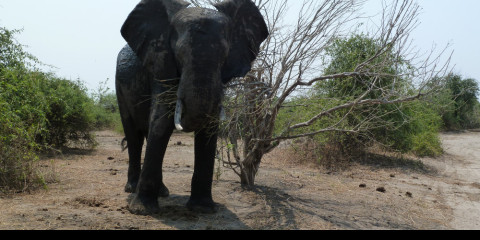 11-Day Elephant Safari Tour