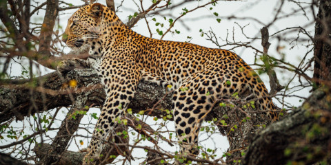 4-Day Kruger Safari Package Bush and Leopards