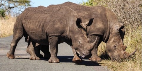 6-Day Kwa-Zulu Natal Hluhluwe Bush & Water Safari