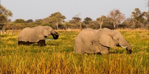 3-Day Chobe Safari at Chobe Safari Lodge