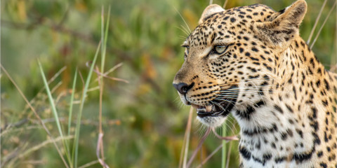 3-Day Private Photographic Safari in the Kruger Park