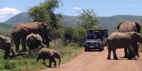 ½-Day 3-Hour Private Game Drive in Pilanesberg