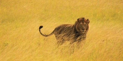 3-Day Queen Elizabeth Safari Tour