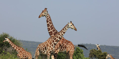 7-Day From Samburu Special Five to the Big Five Safari