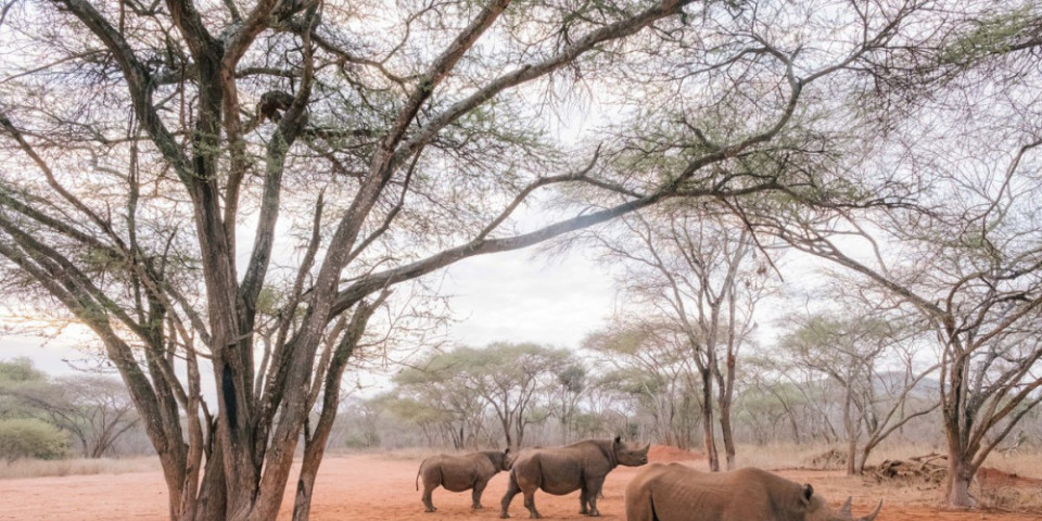 2-Day Mkomazi Rhino Sanctuary , Waterfalls & Coffe Tour