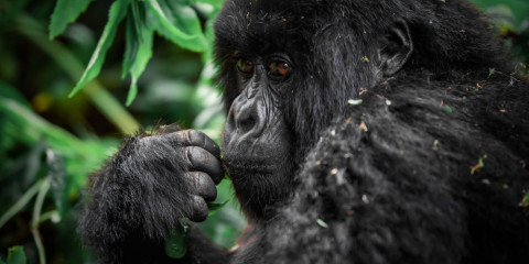 14-Day East Africa's Uganda, Kenya & Tanzania Safari