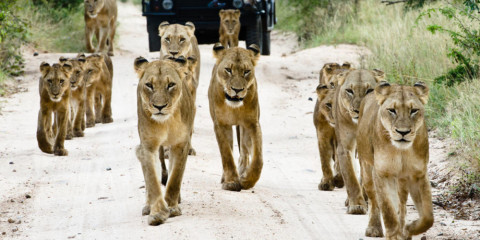 11-Day South Africa Family Luxury Safari