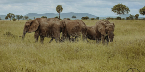 1-Day Safari from Zanzibar to Mikumi with a Photographer