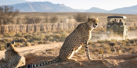 8-Day Cape Town + Sanbona Luxventure® Safari