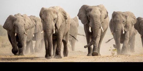 7-Day Authentic Botswana Safari in Linyanti & Khwai