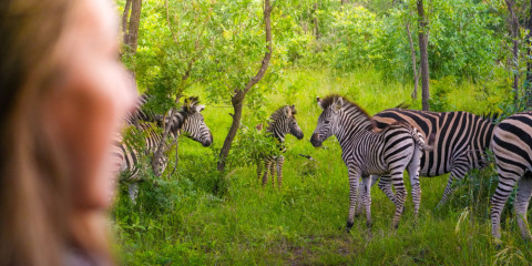 3-Day Greater Kruger Safari Short & Sweet