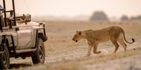 6-Day Sabi Sands and Kruger Park Safari