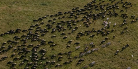 7-Day Mid Range Safari to Great Migration in July
