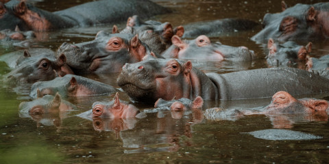 7-Day Mid Range Tour to Great Migration (Jun-Jul)