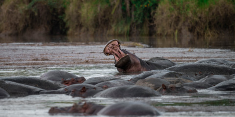 4-Day Ngorongoro Trip to the Crater Rim