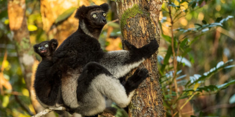 12-Day Luxury Madagascar Tour