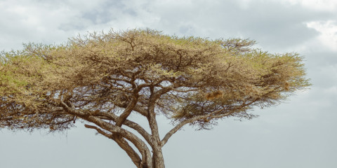 2-Day Savannah Dreams-Tarangire Safari from Zanzibar