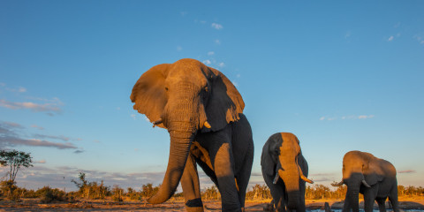 15-Day Botswana and Zimbabwe Ivory Route