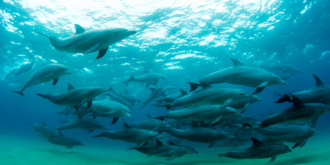 marine safari mozambique