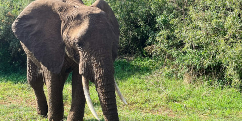 5-Day Classic Tanzania Safari