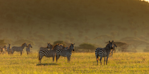 7-Day Migration Crossing Mid-Range Safari (July-October)