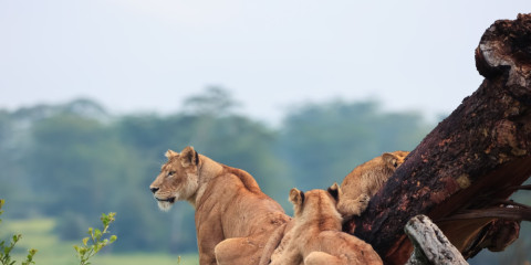 safari holidays serengeti