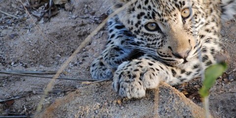 4-Day Family-Friendly Kruger Safari (South Africa)