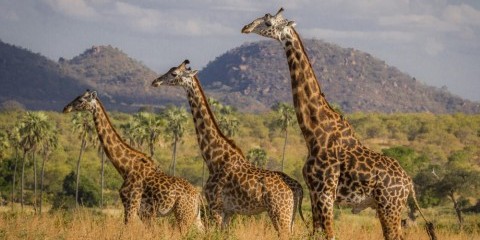 11-Day Best of Tanzania; North & South