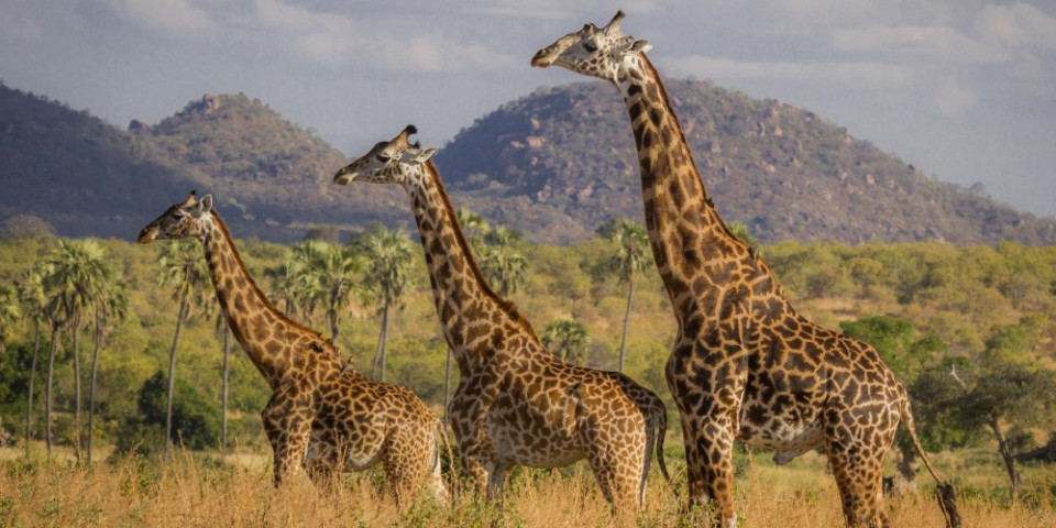 11-Day Best of Tanzania; North & South