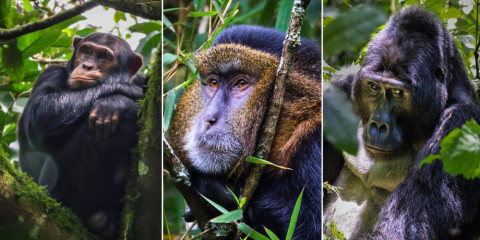 15-Day Uganda Gorillas, Chimps & Tree-Climbing Lions