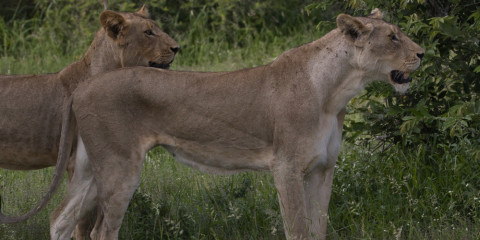 6-Day Exclusive Custom Kruger/Private Lodge Safari