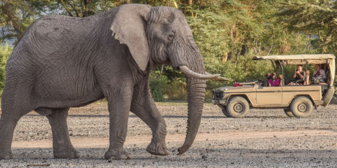 6-Day Safari - Support a Girl Student's Education Fee