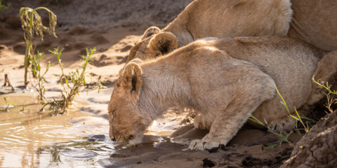 6-Day Luxury Safari to Tanzania Wildlife Kingdom