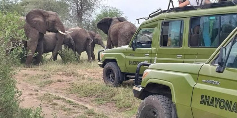 4-Day Big 5 Special Safari (Luxury)